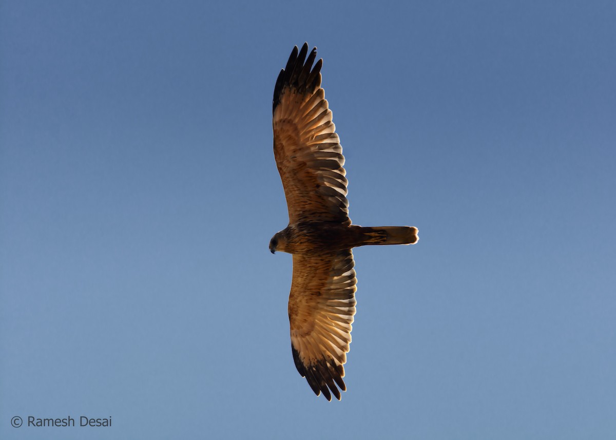 Western Marsh Harrier - ML133726421