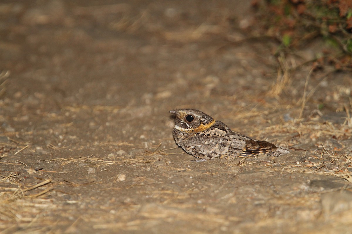 Buff-collared Nightjar - Christoph Moning
