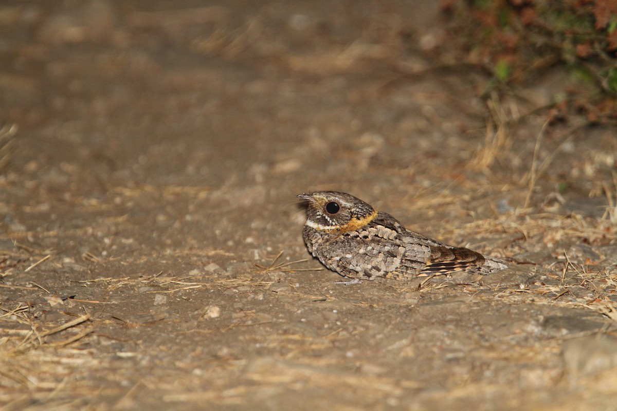 Buff-collared Nightjar - ML133727361