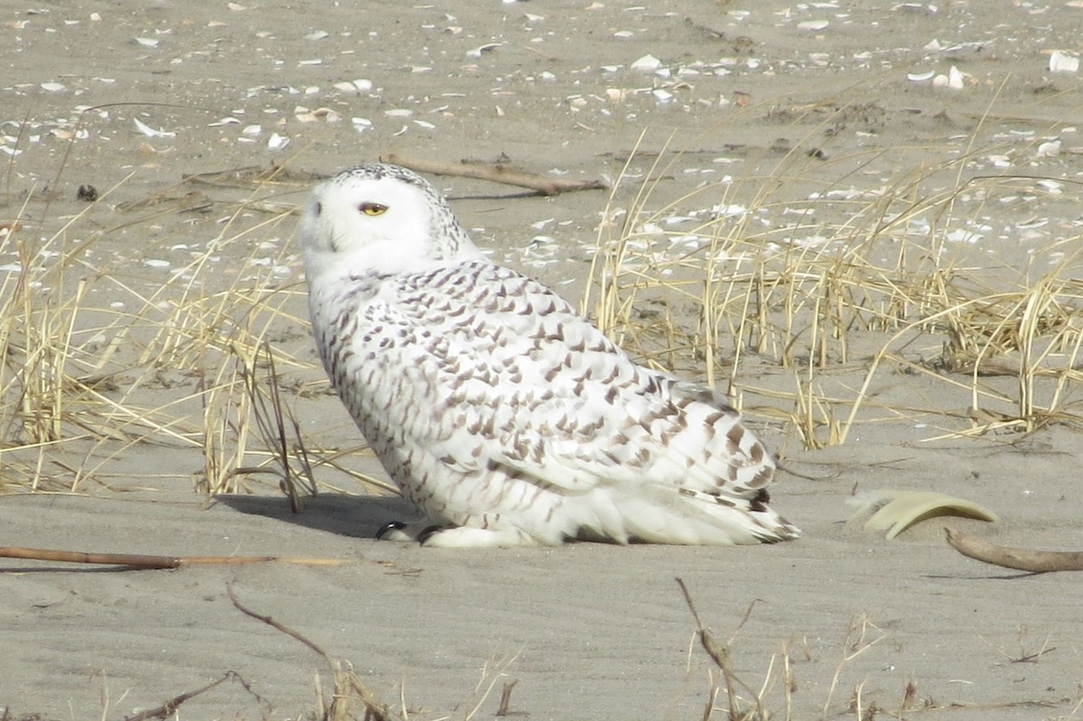 Snowy Owl - ML133727681