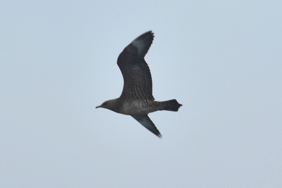 Parasitic Jaeger - ML133729881