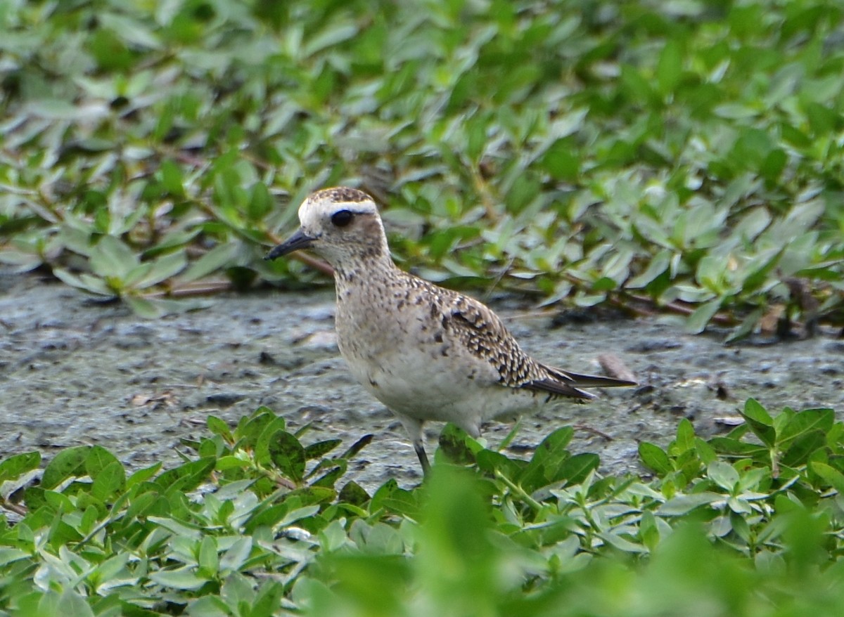 American Golden-Plover - Dan Allen