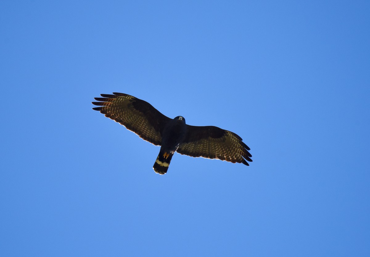 Zone-tailed Hawk - ML133730291