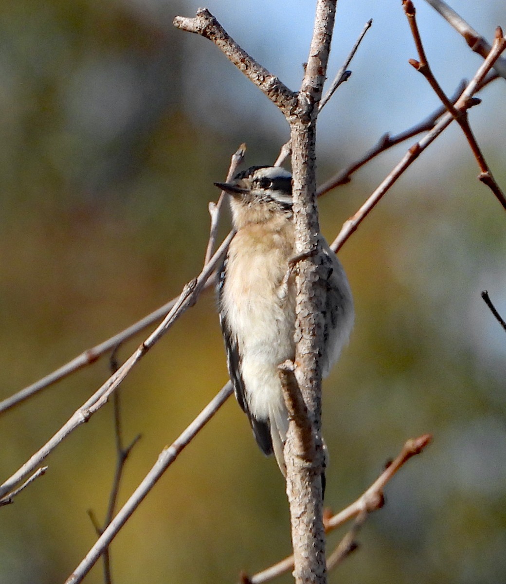 Downy Woodpecker - Linda Thomas