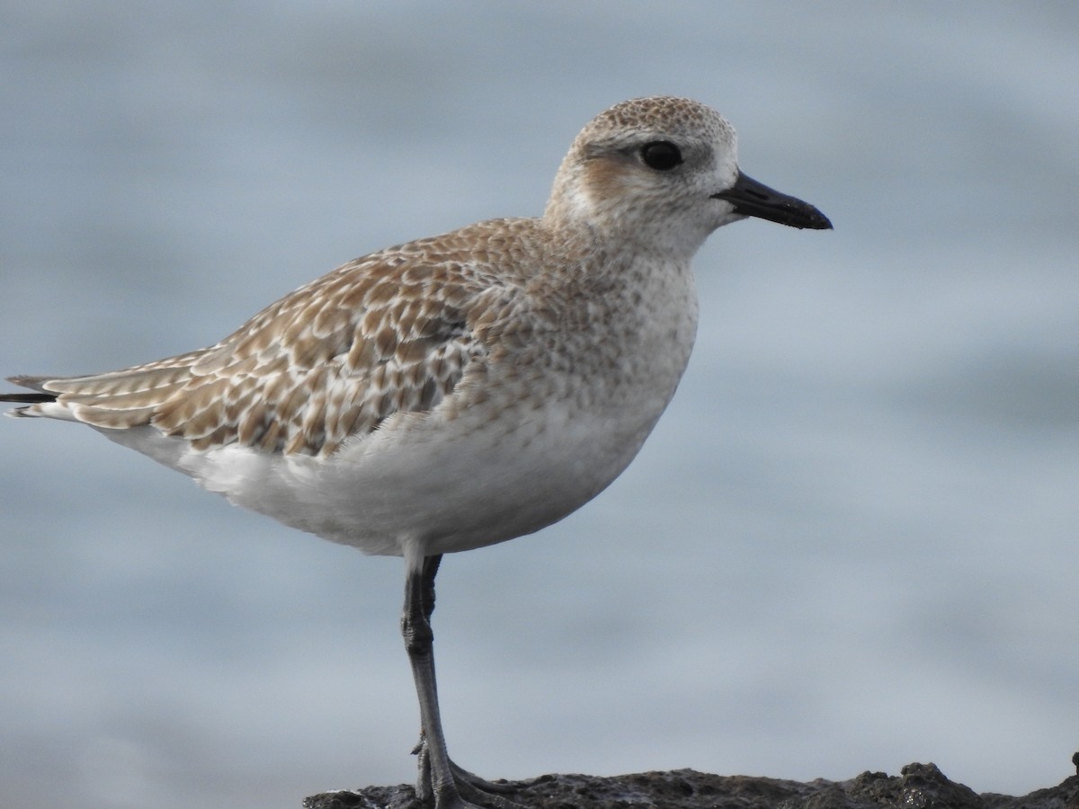 Black-bellied Plover - Edward Jordan
