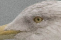 Larus sp. - ML133733551