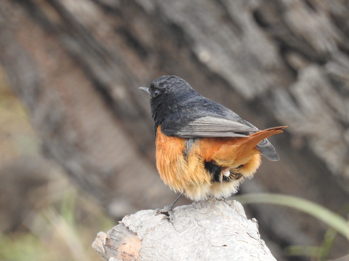 Black Redstart - Raju Kasambe