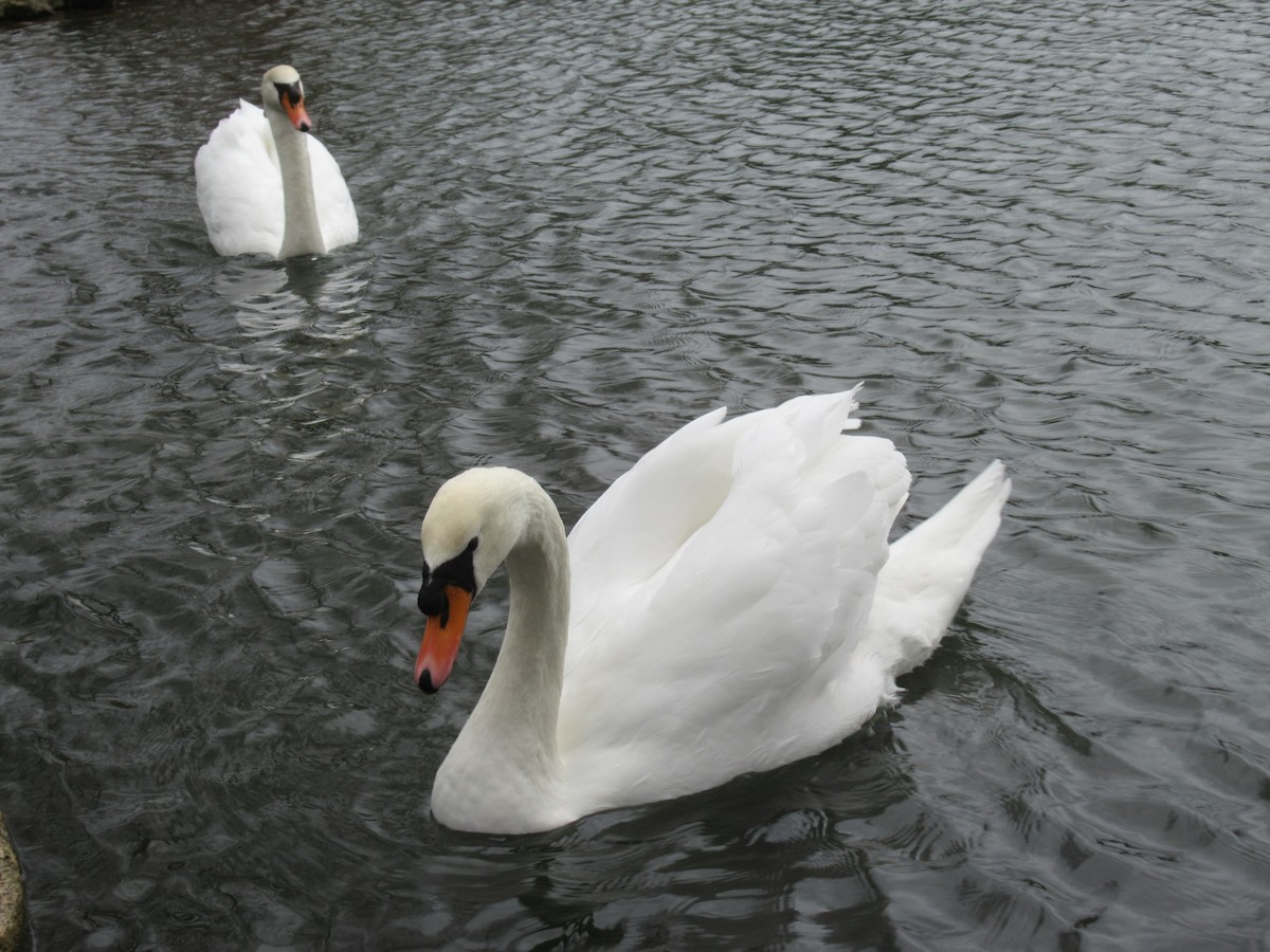 Mute Swan - ML133733761