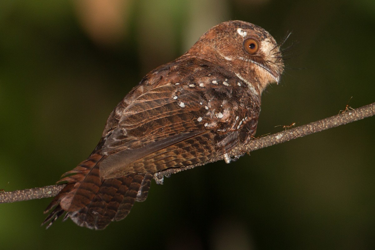 Moluccan Owlet-nightjar - ML133735351