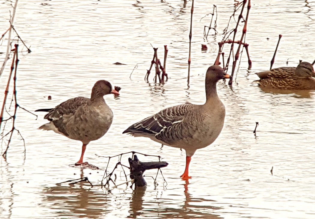 Tundra Bean-Goose - Mustafa Erturhan