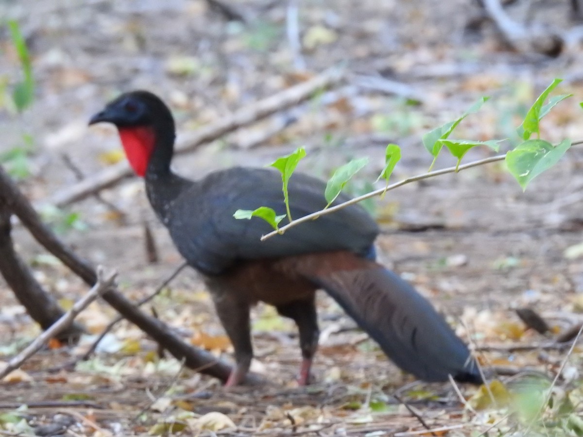 Crested Guan - Christian Zuñiga Gutiérrez