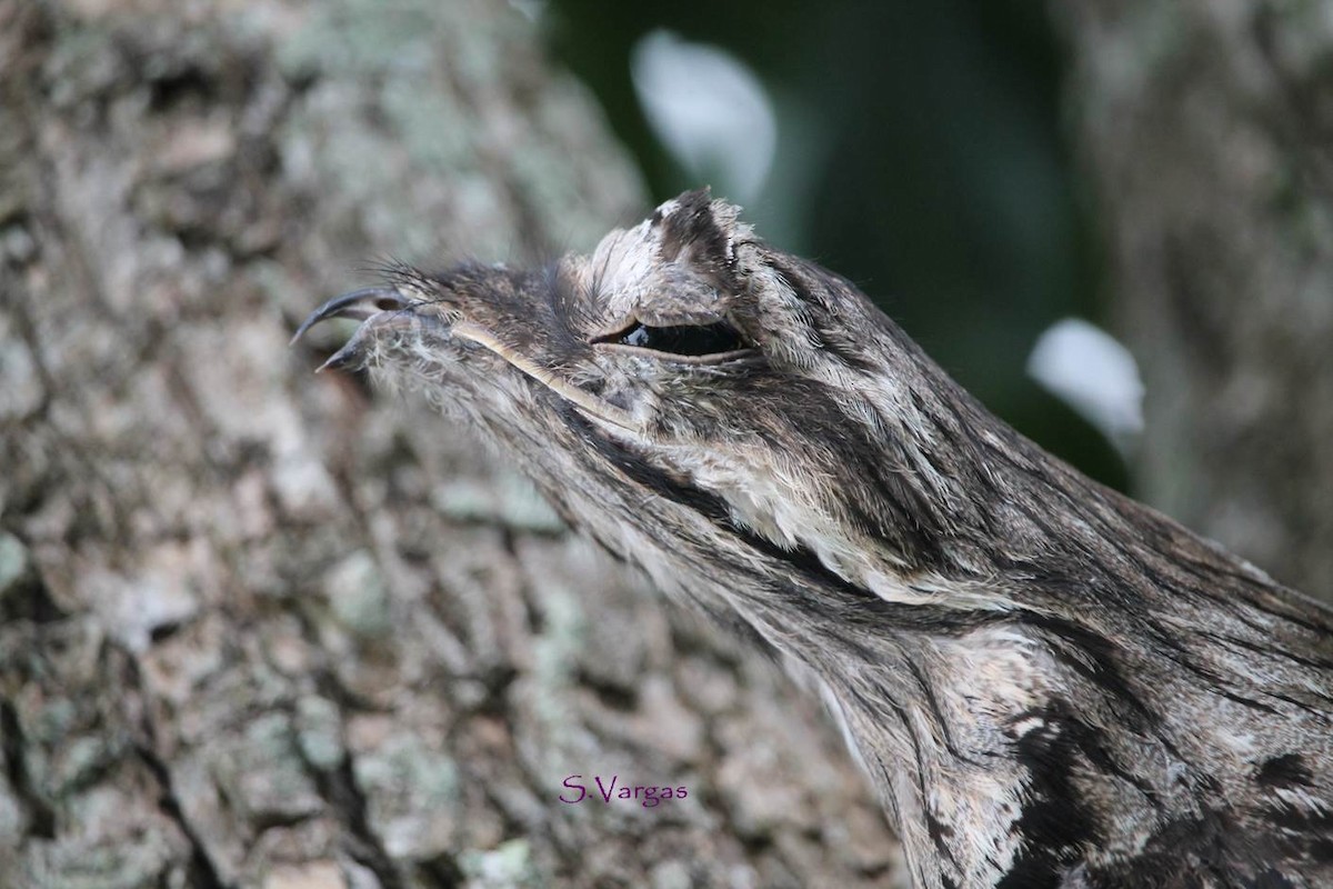 Common Potoo - Suzanne Vargas