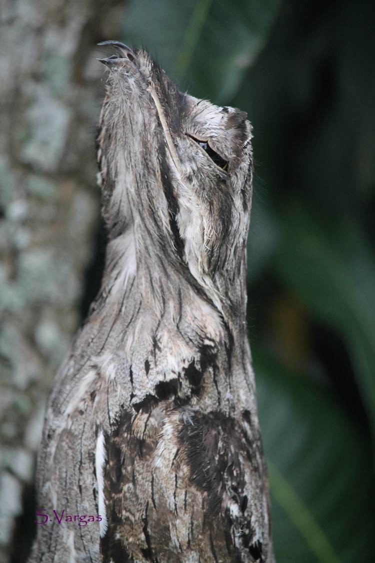 Common Potoo - Suzanne Vargas
