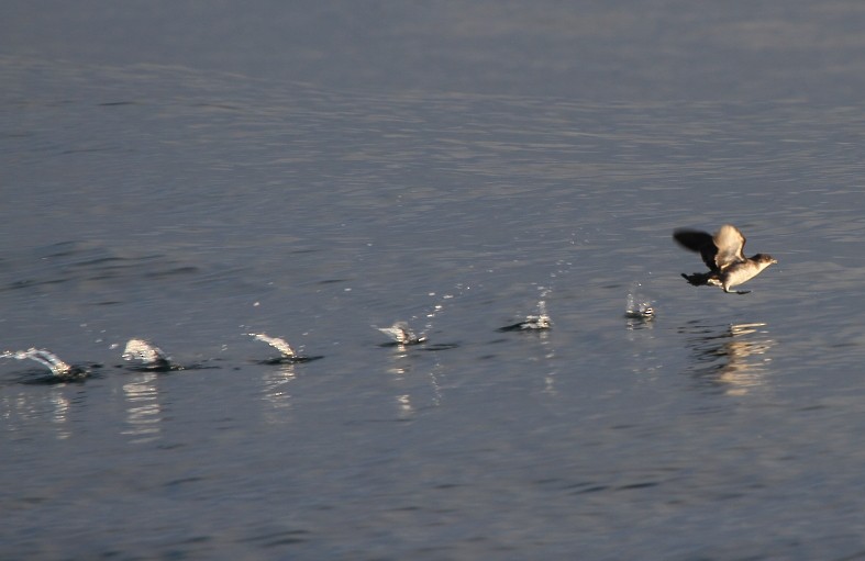 Peruvian Diving-Petrel - Fabio Olmos