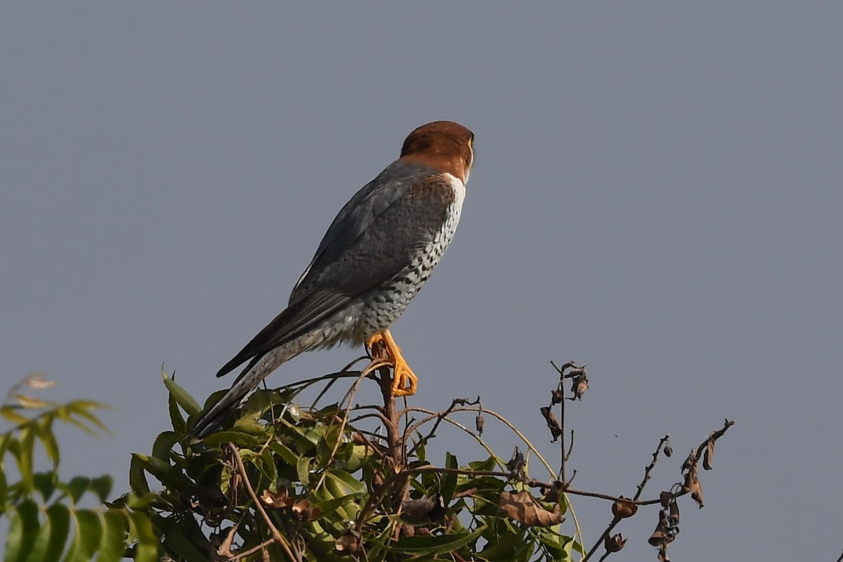 Red-necked Falcon - ML133739481
