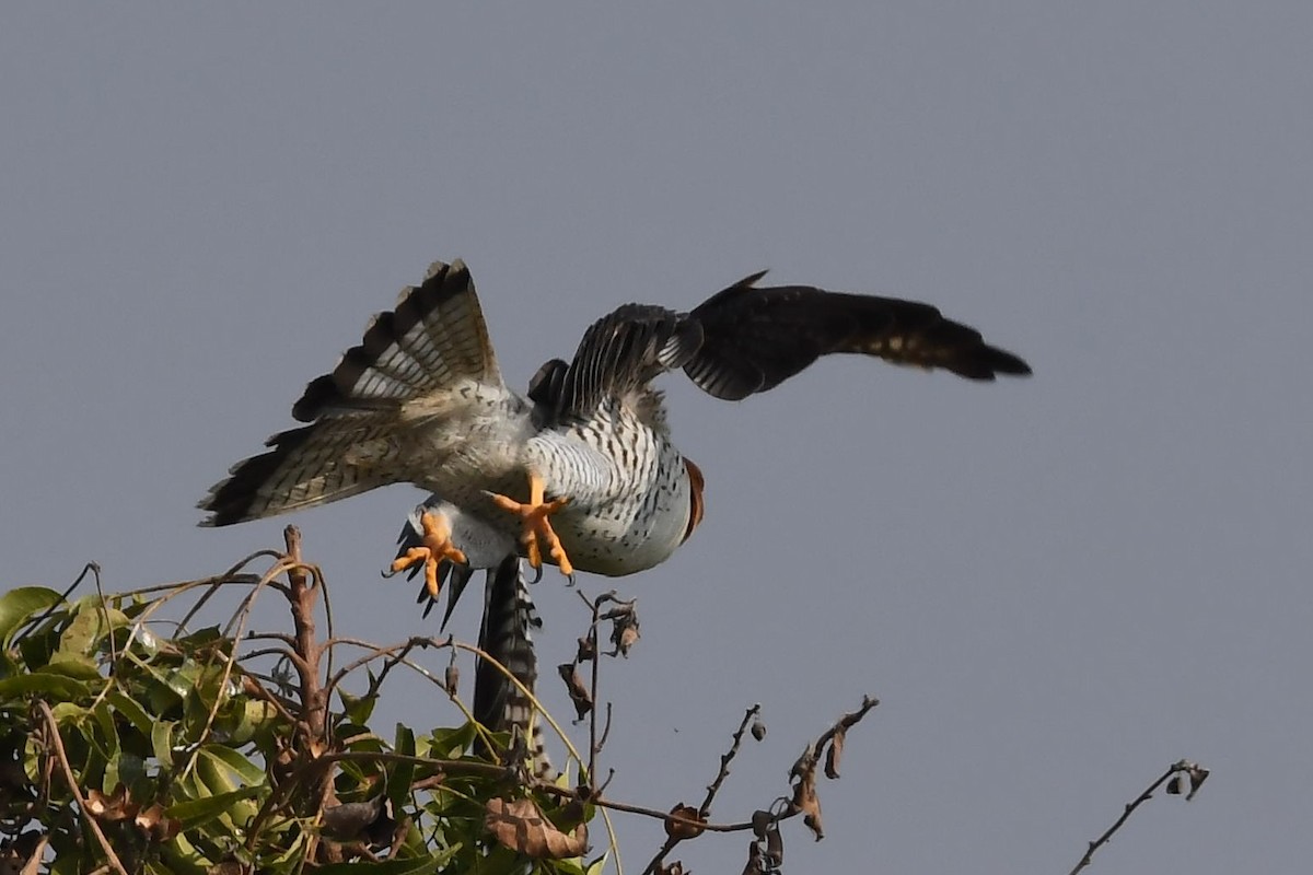 Red-necked Falcon - ML133739491