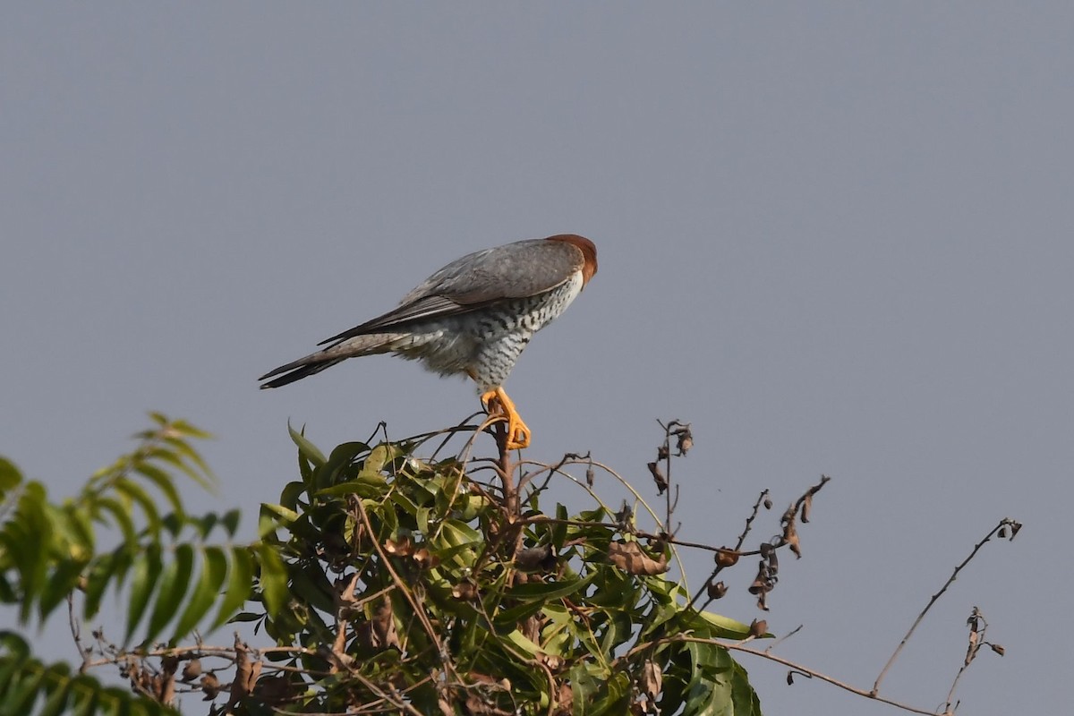 Red-necked Falcon - ML133739521