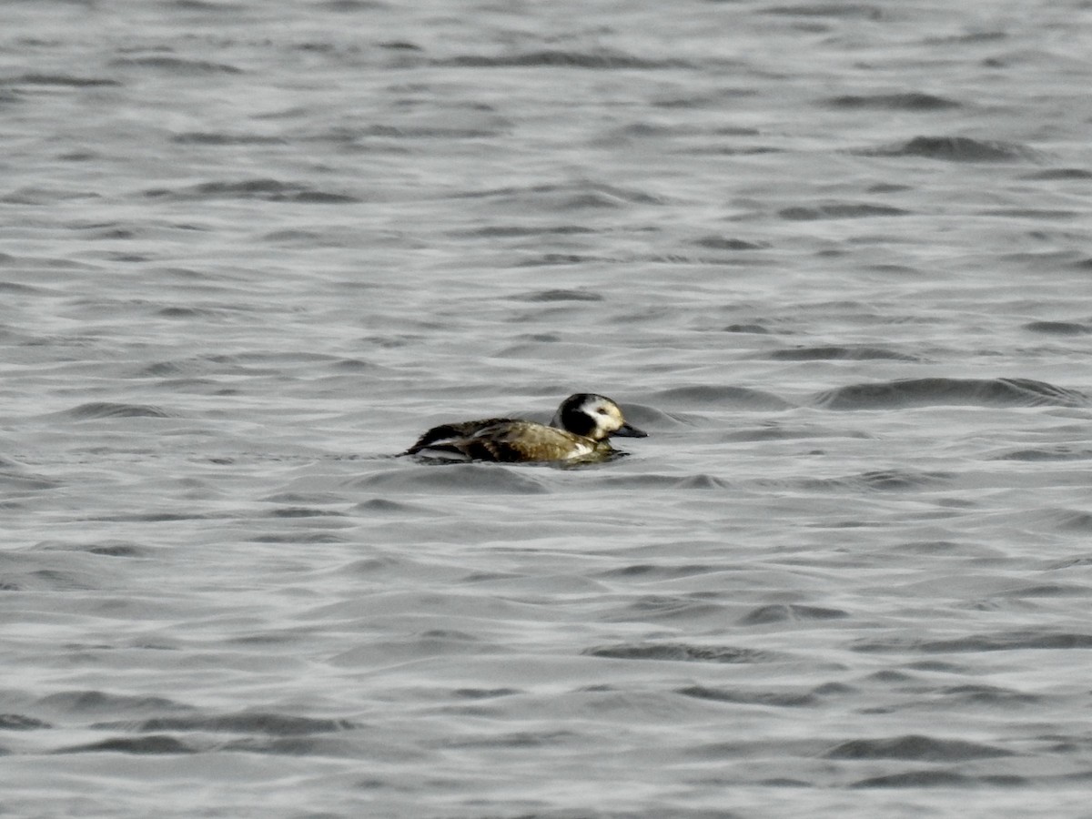 Long-tailed Duck - ML133741871