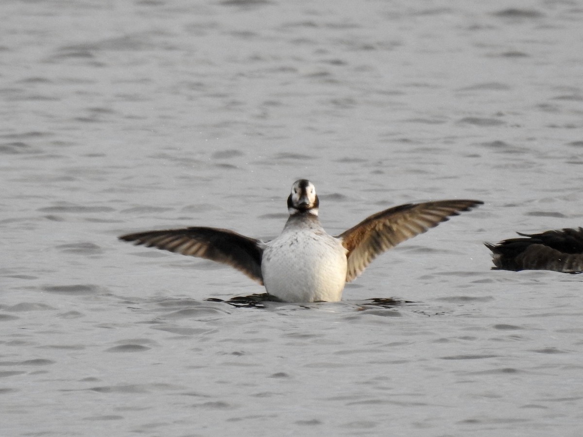 Long-tailed Duck - David Ratcliffe