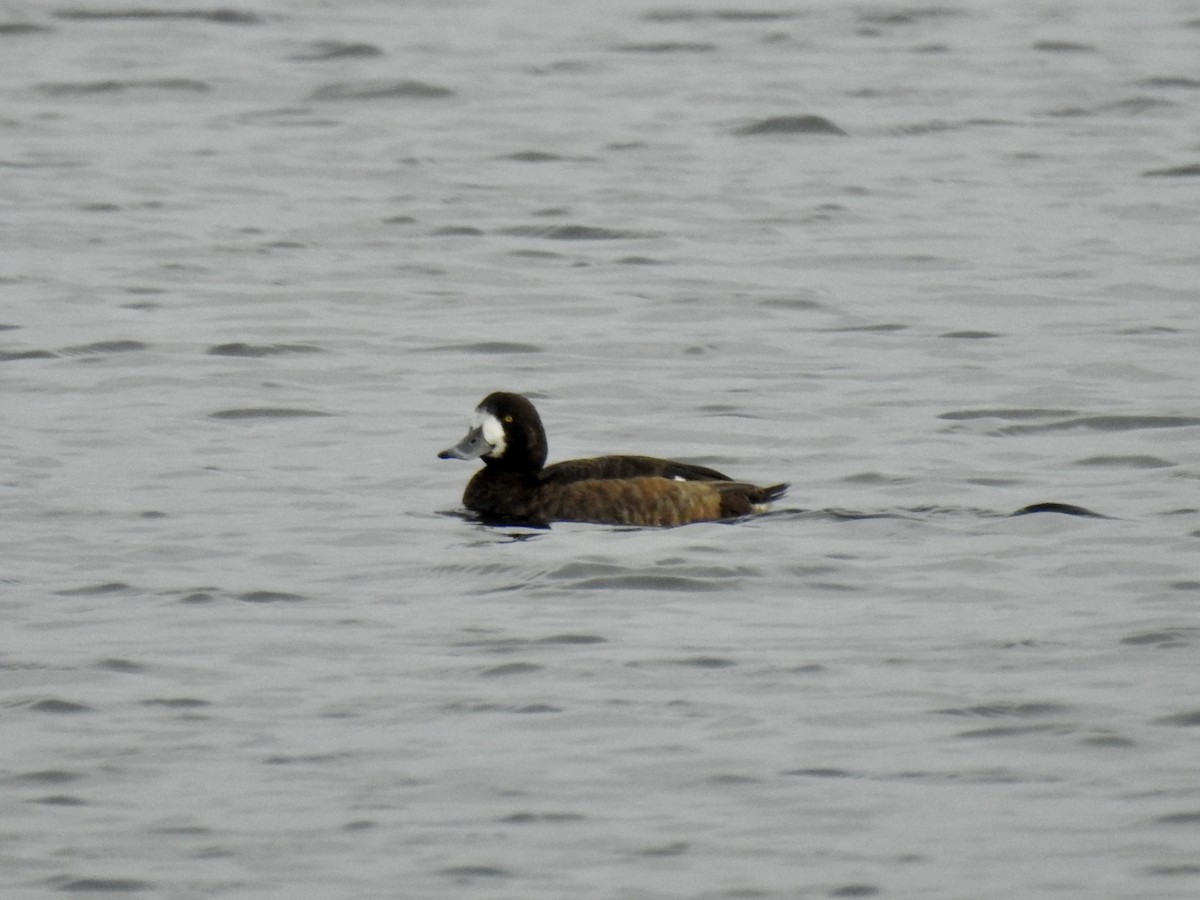 Greater Scaup - David Ratcliffe