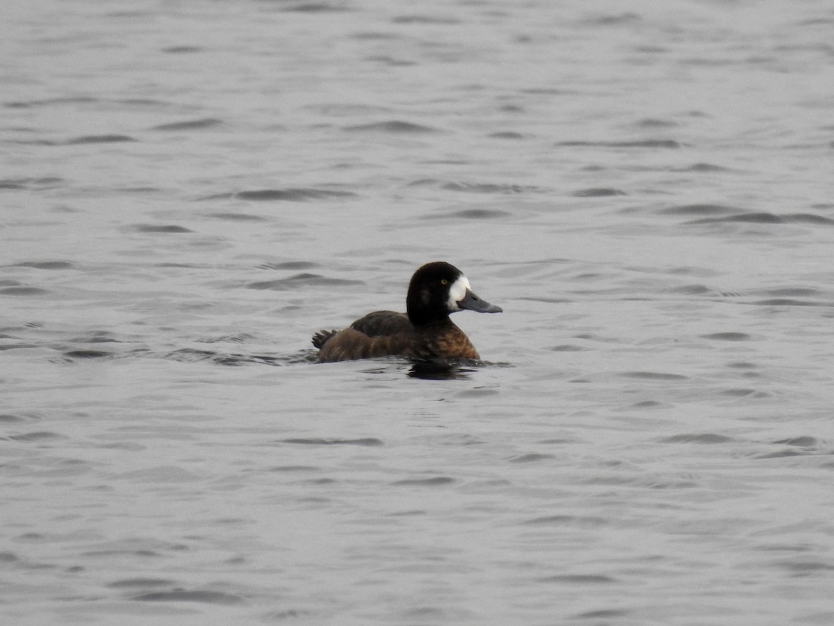 Greater Scaup - ML133741991