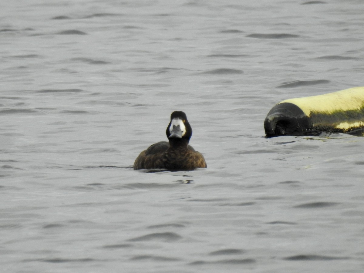 Greater Scaup - ML133742001