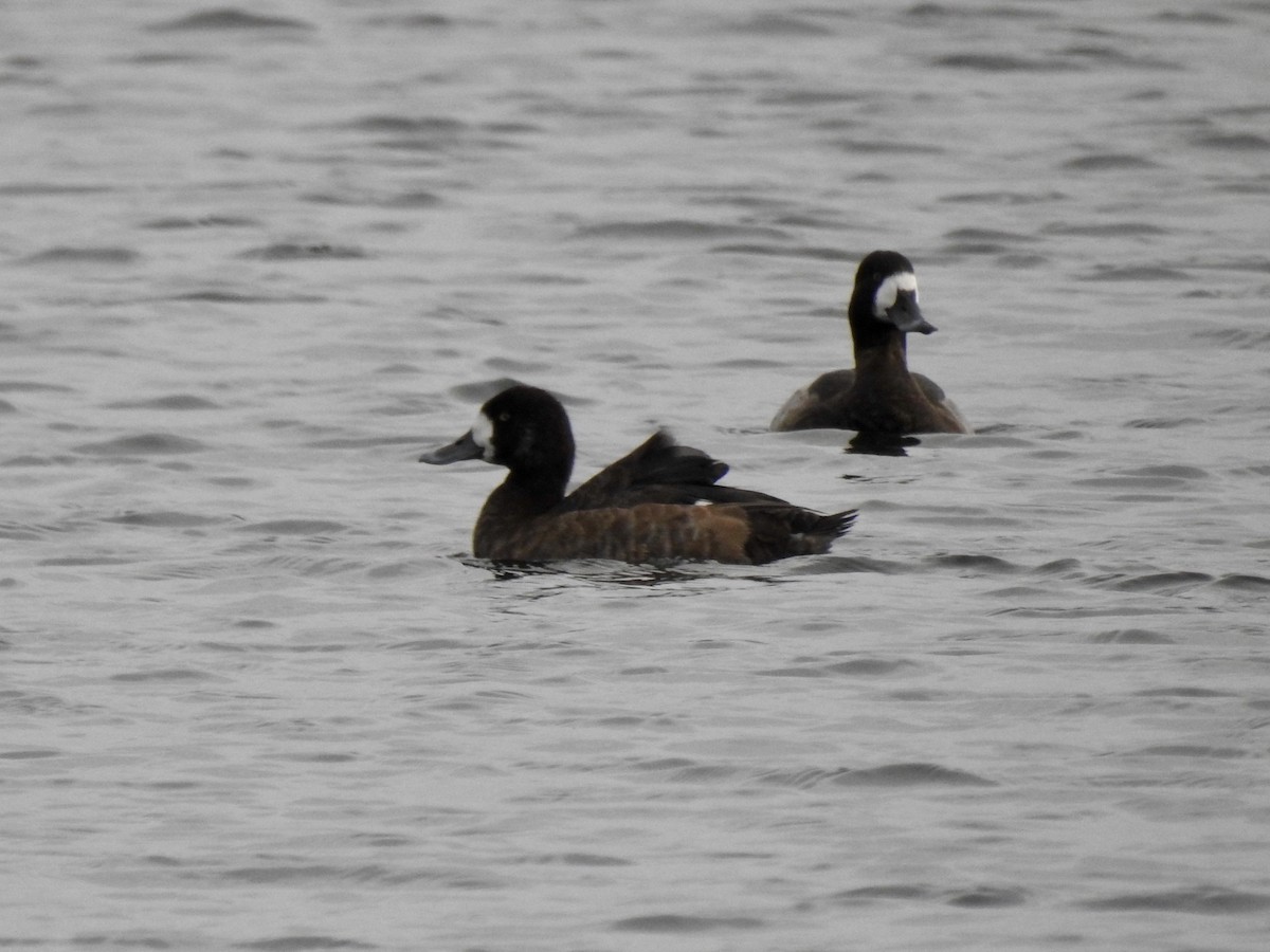 Greater Scaup - ML133742011