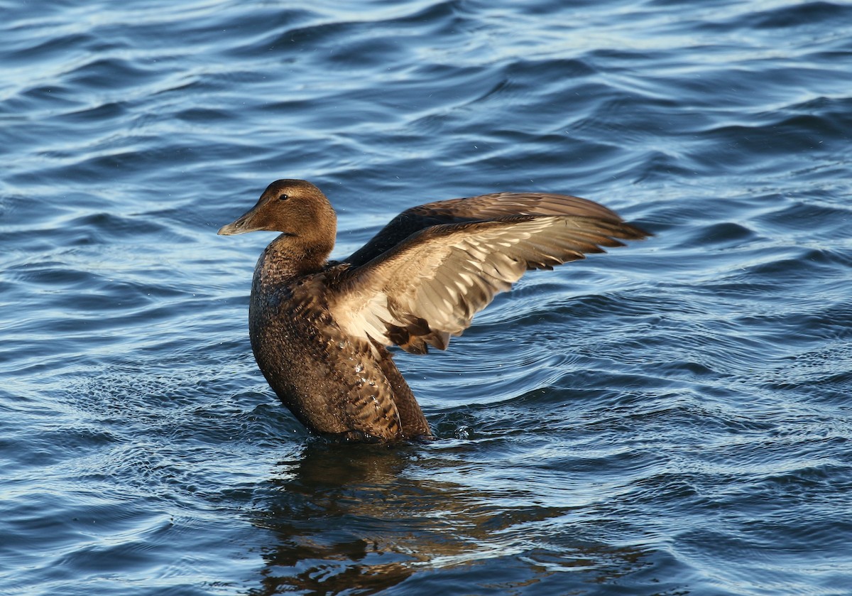 Common Eider - Ezra Staengl