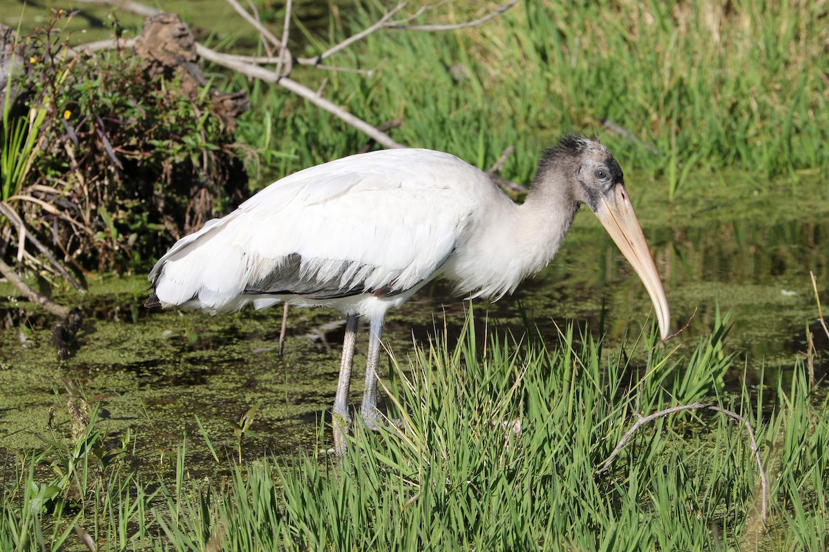 Wood Stork - Trina Anderson