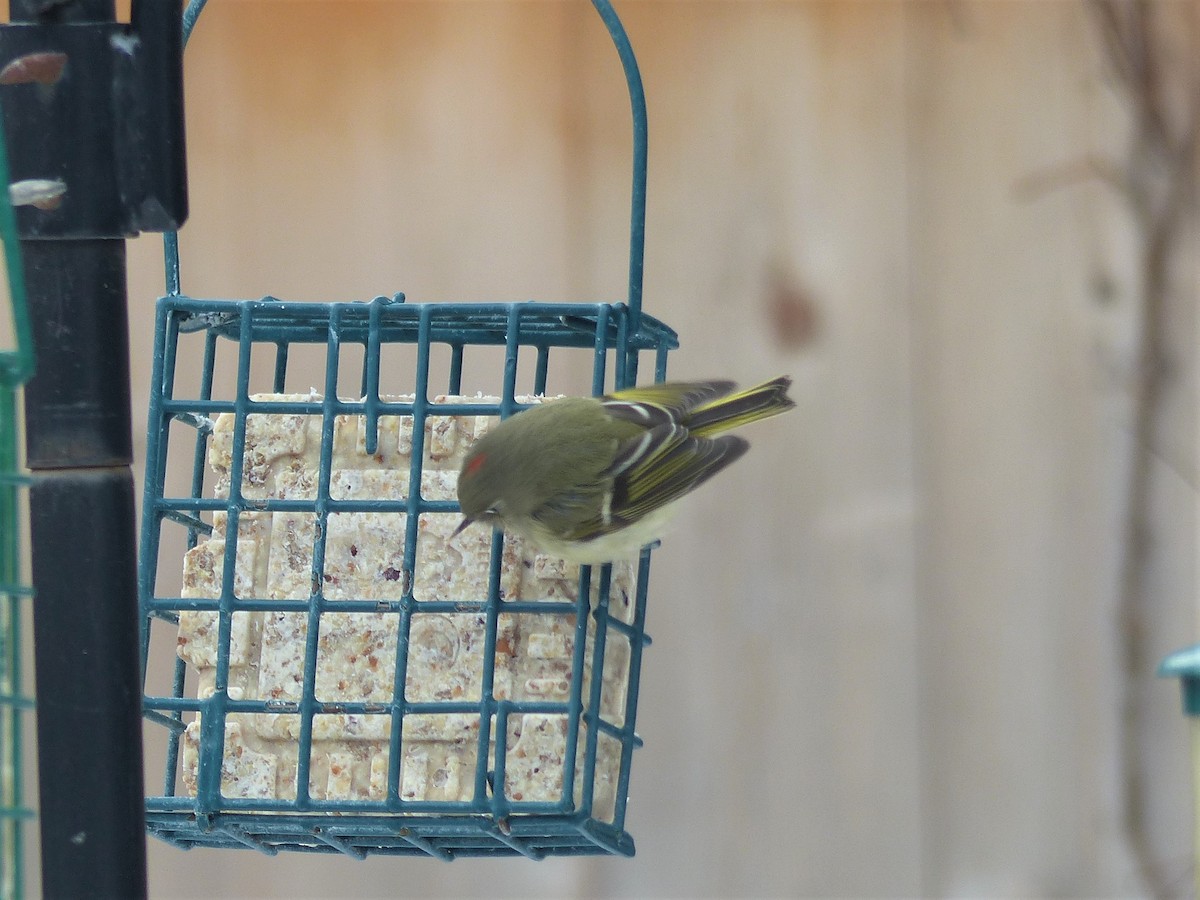 Ruby-crowned Kinglet - ML133745131