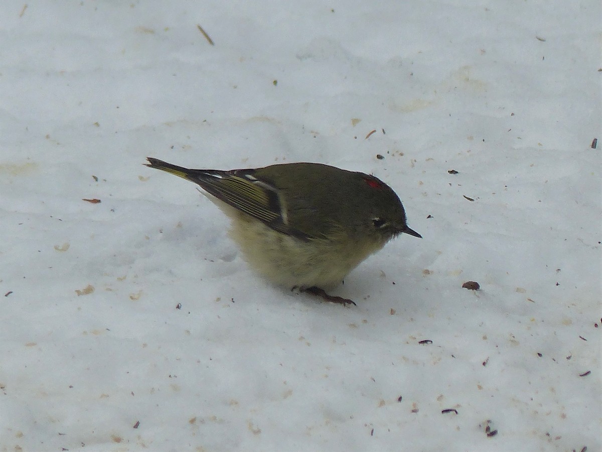 Ruby-crowned Kinglet - ML133745141