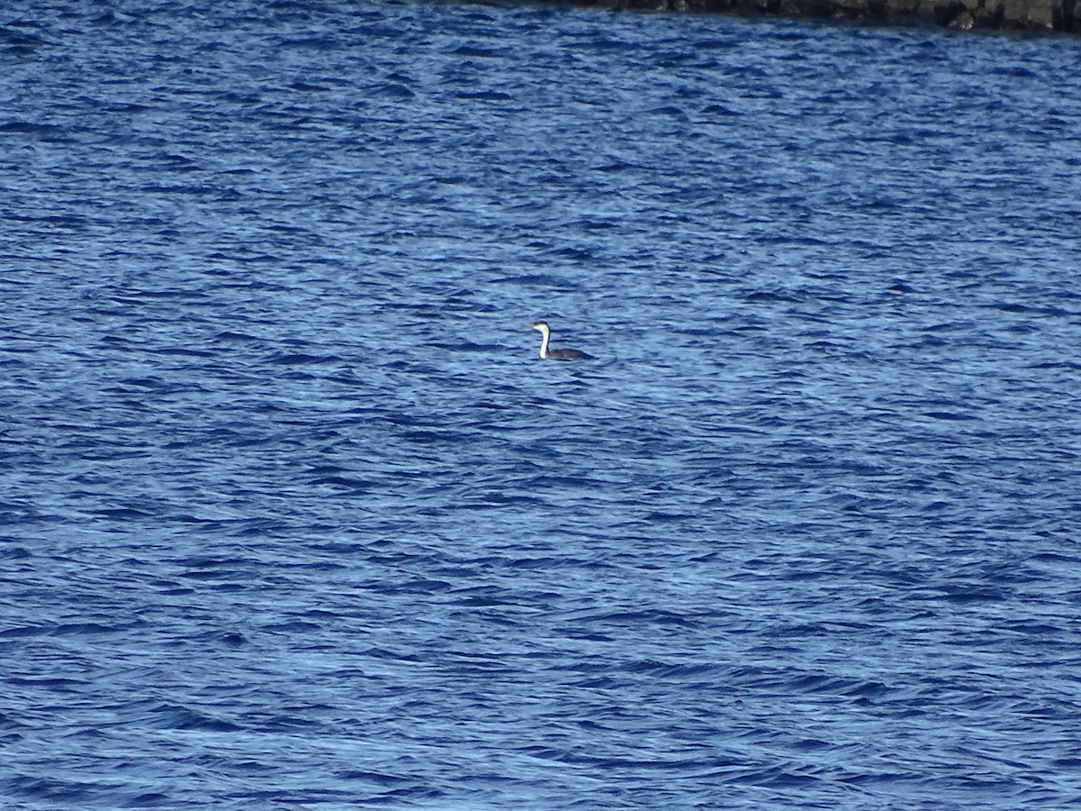 Western Grebe - ML133745381