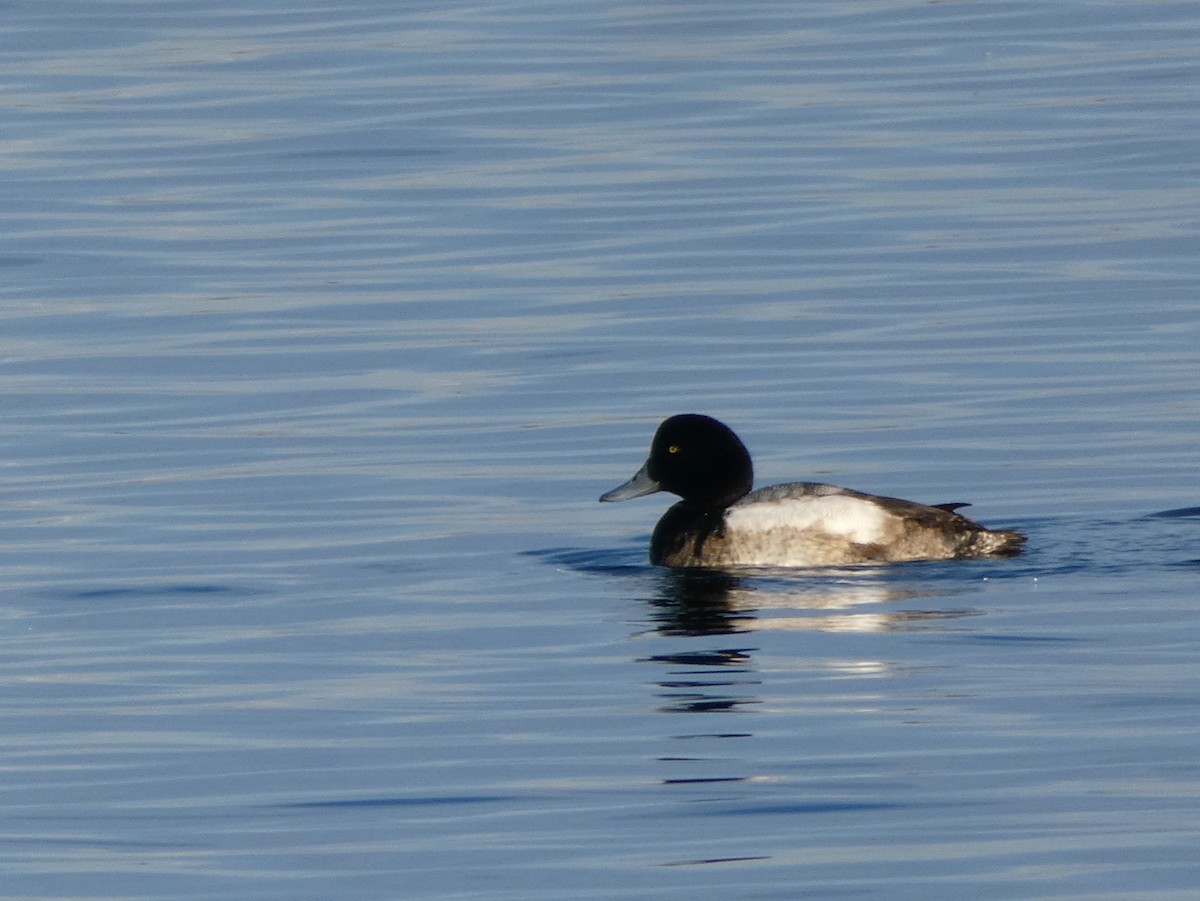 Greater Scaup - ML133748491