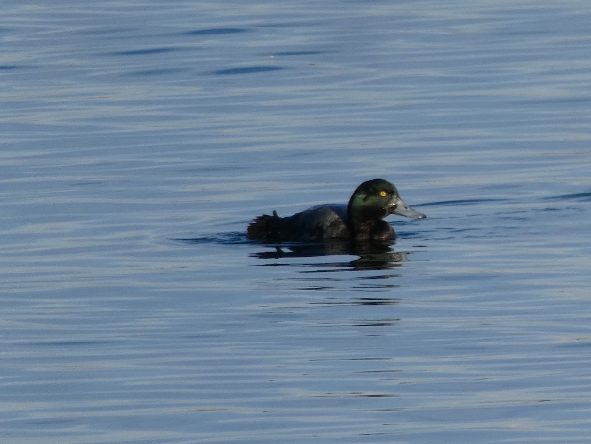 Greater Scaup - ML133748501