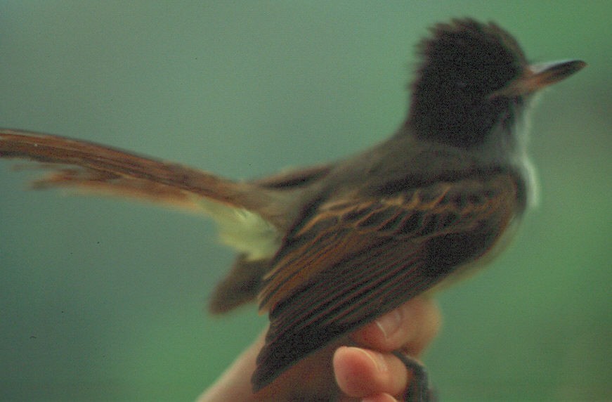 Rufous-tailed Flycatcher - ML133748711