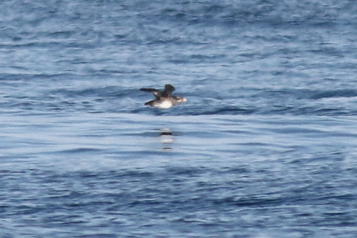 Rhinoceros Auklet - ML133749261