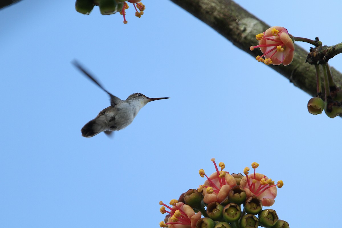 White-bellied Emerald - ML133750251