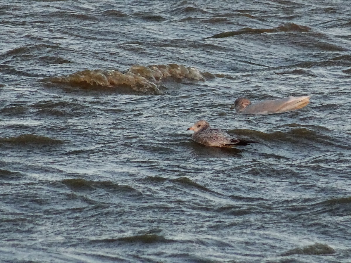 Ring-billed Gull - ML133750671