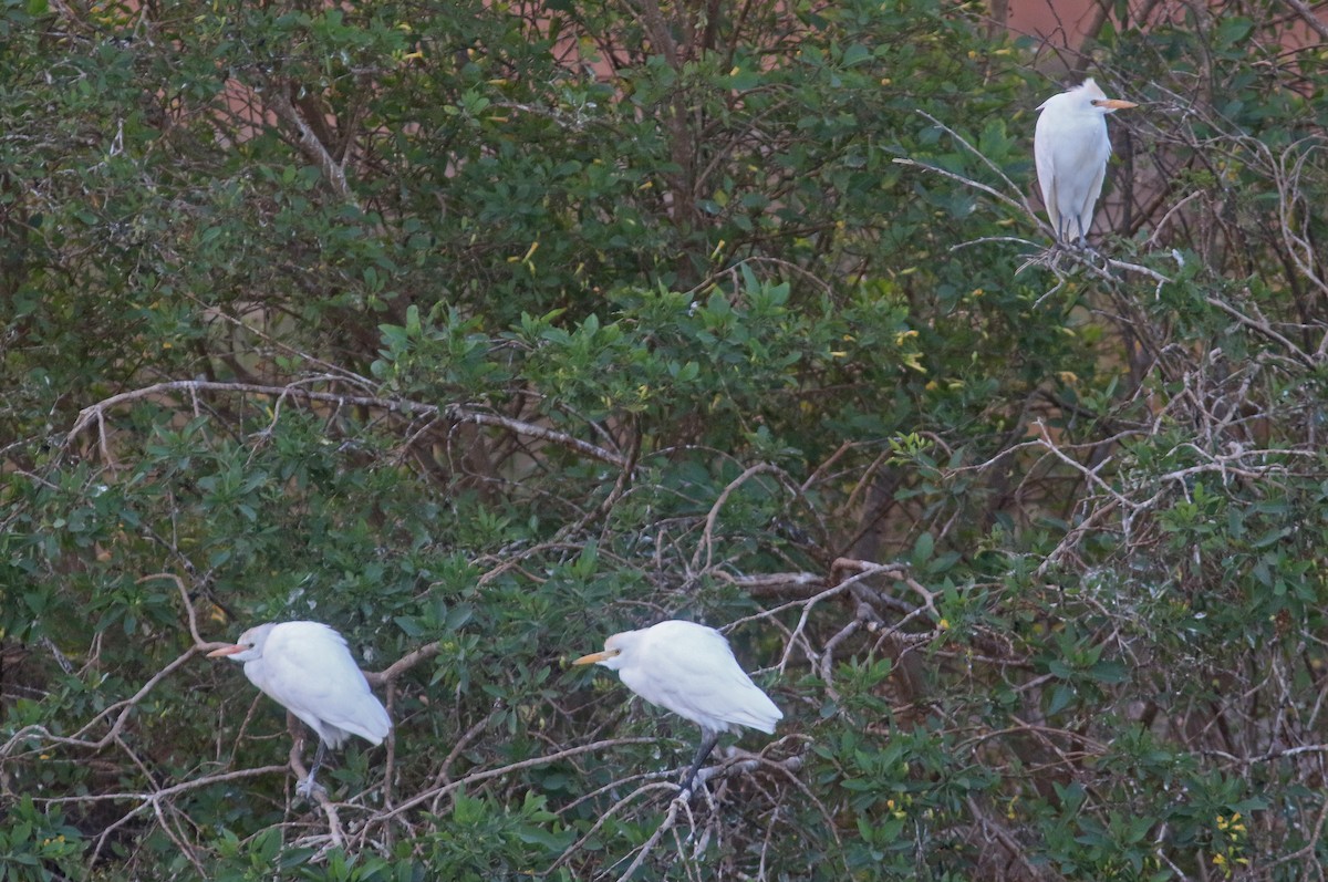 Western Cattle-Egret - Peter Alfrey