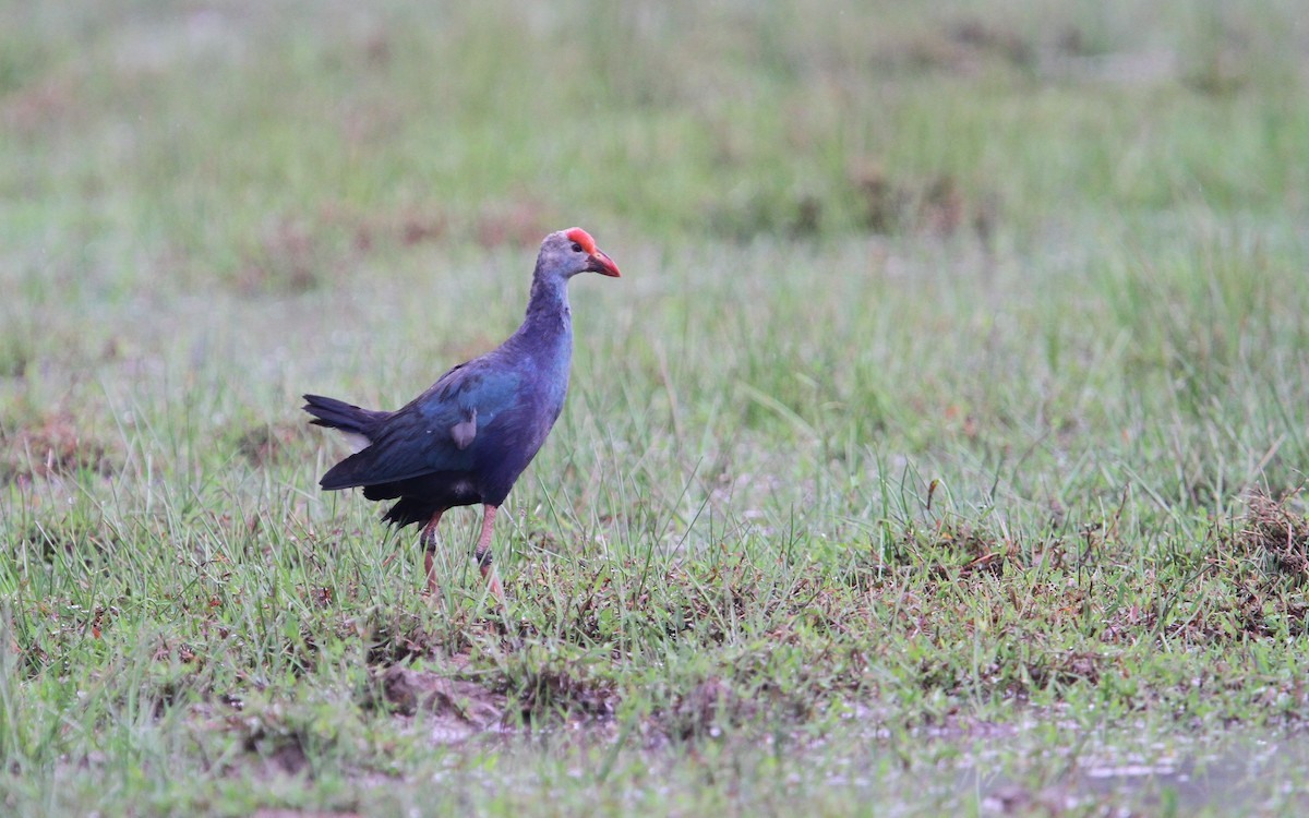 Gray-headed Swamphen - Christoph Moning