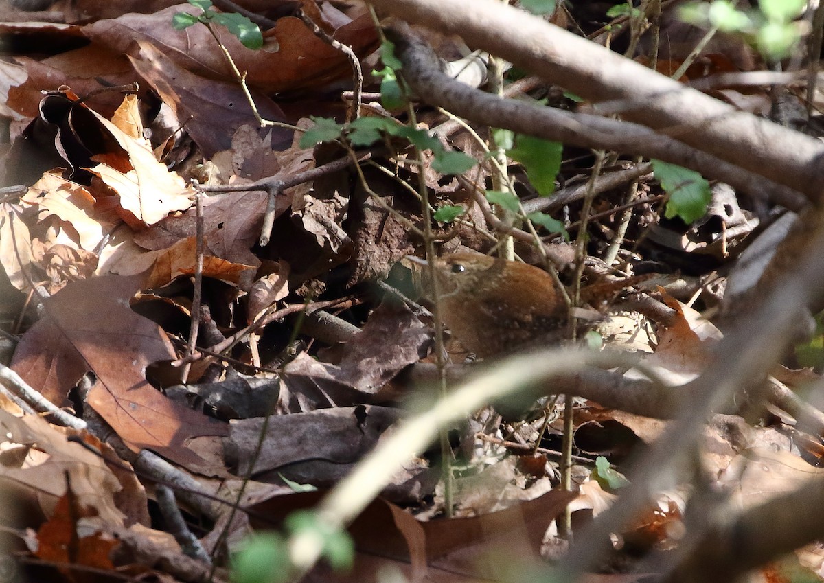 Winter Wren - ML133755331