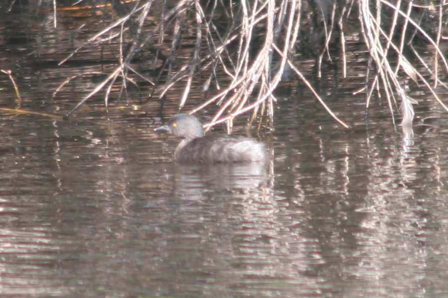 Least Grebe - ML133757401