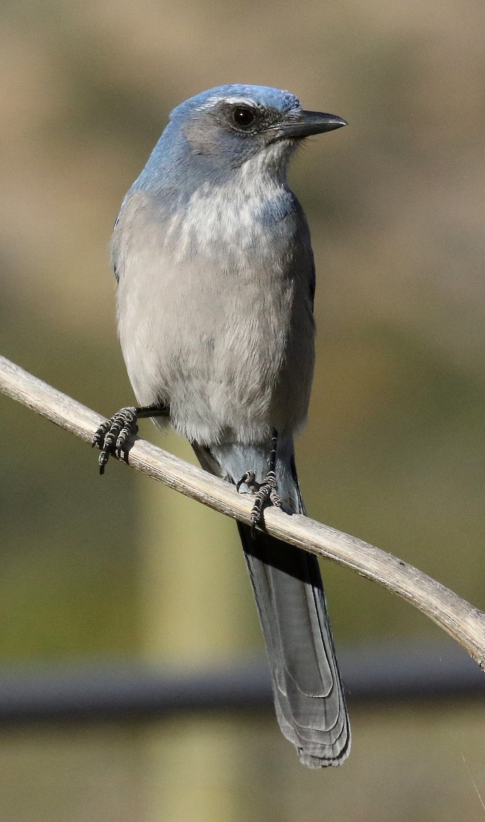 Woodhouse's Scrub-Jay - Ed Thomas