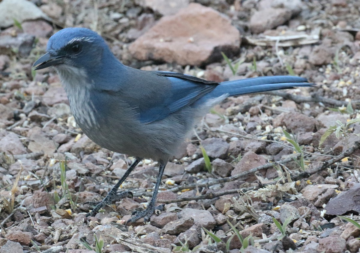 Woodhouse's Scrub-Jay - Ed Thomas