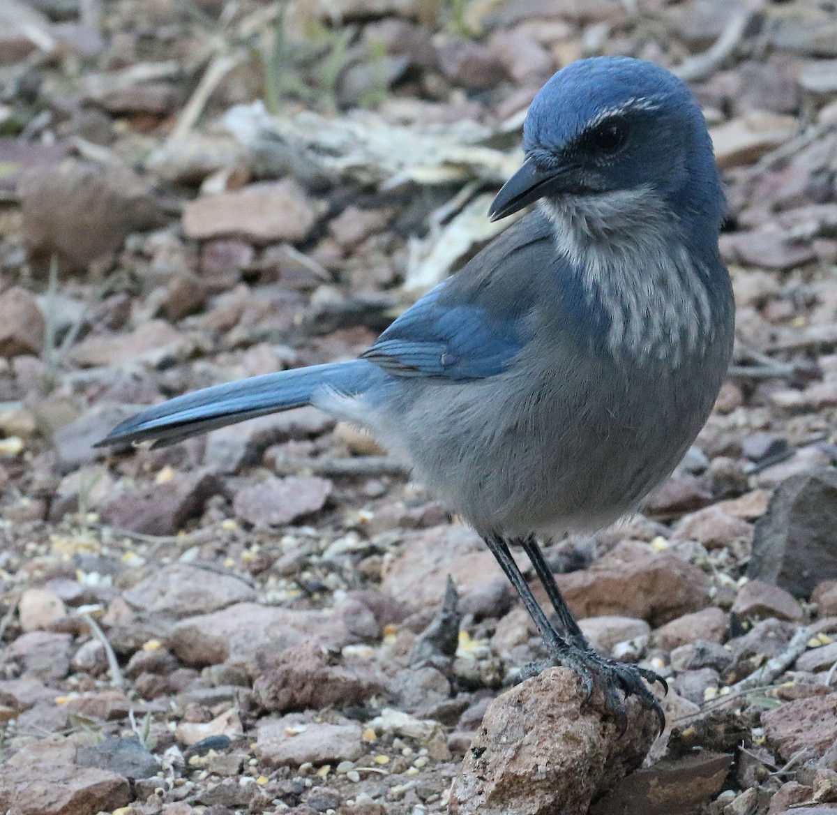 Woodhouse's Scrub-Jay - Ed Thomas