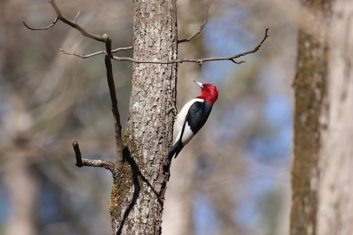 Red-headed Woodpecker - ML133758121