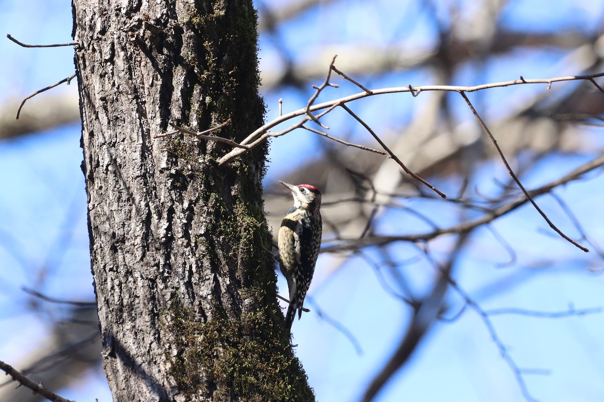 Yellow-bellied Sapsucker - ML133758131