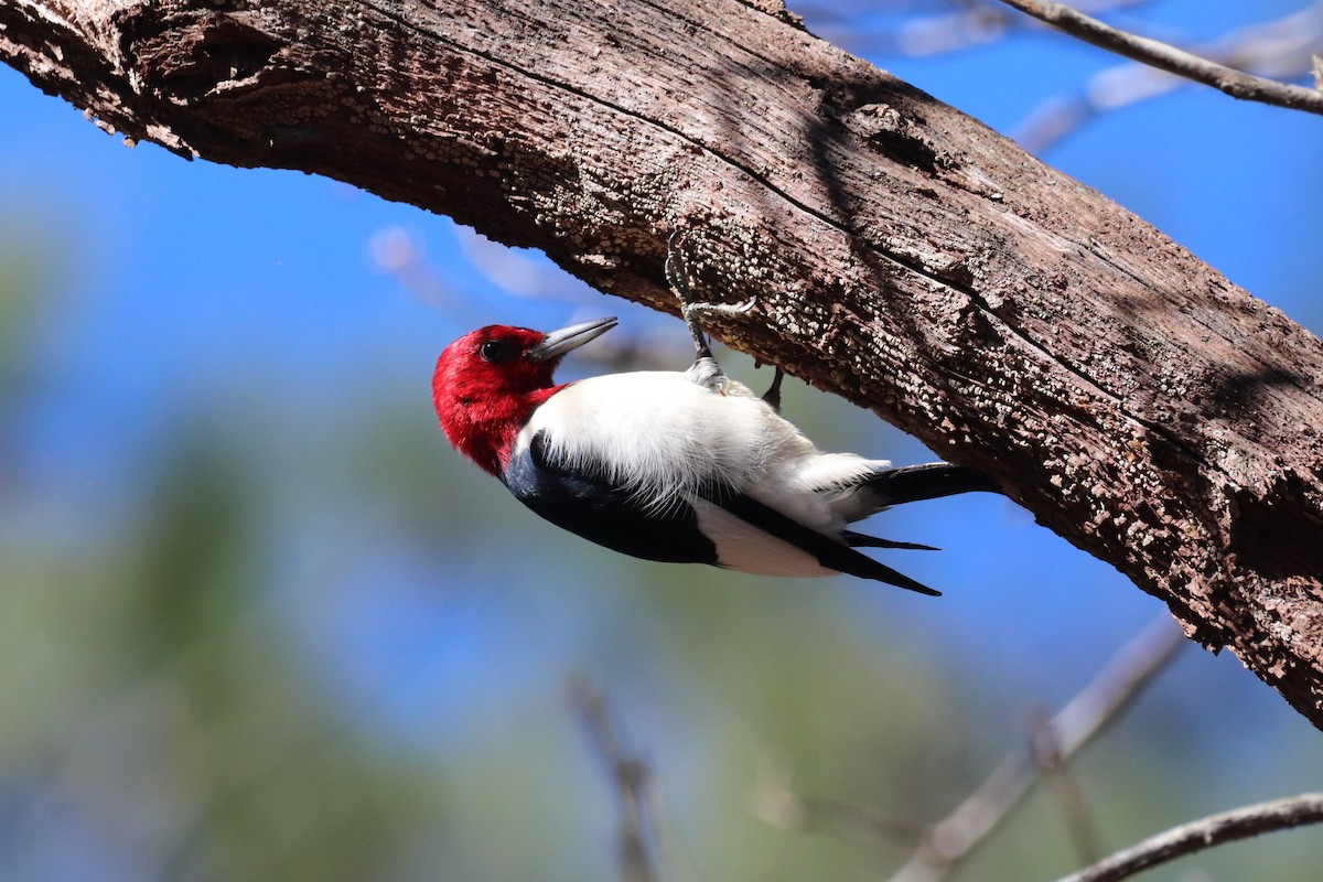 Red-headed Woodpecker - ML133758141