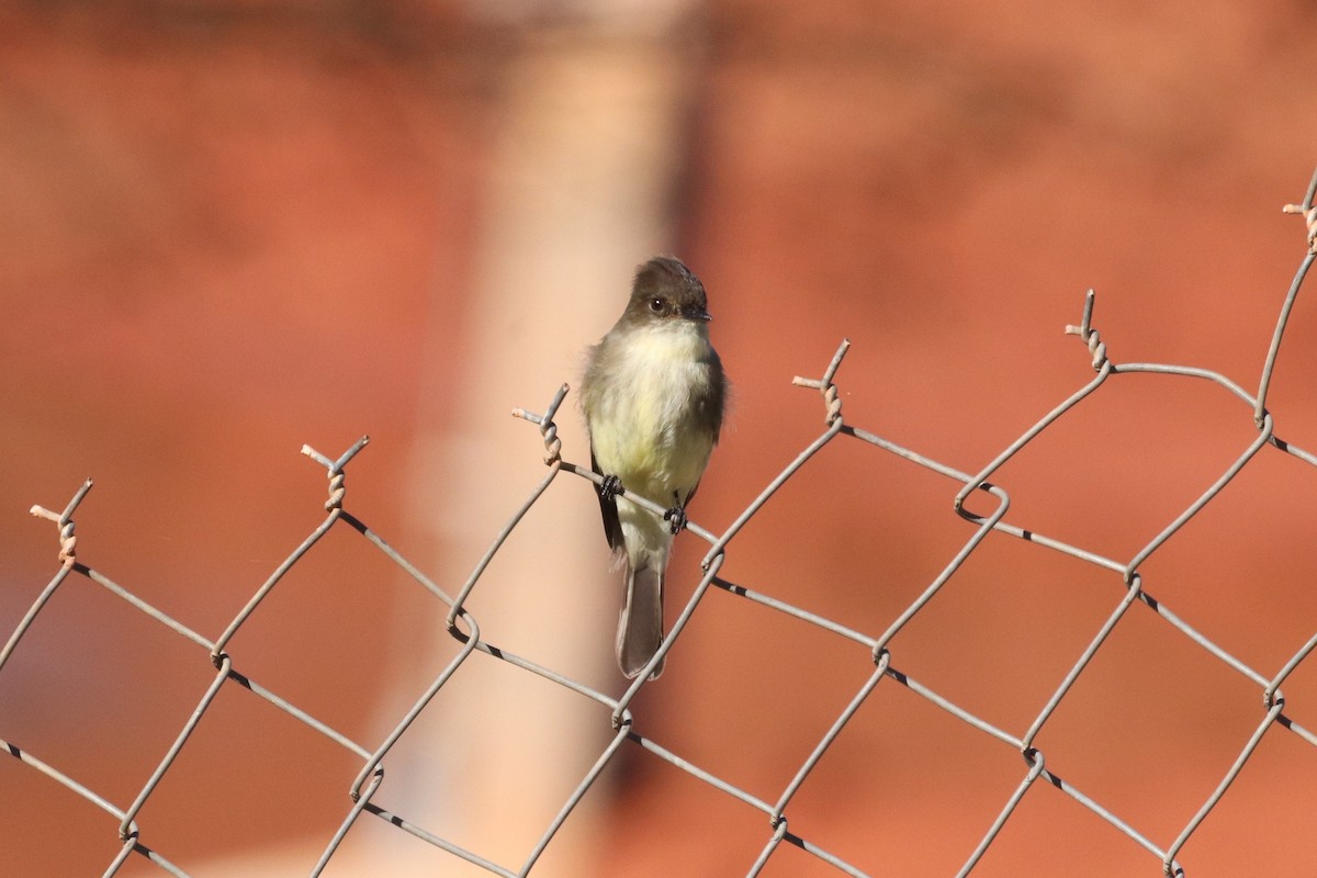 Eastern Phoebe - ML133758271