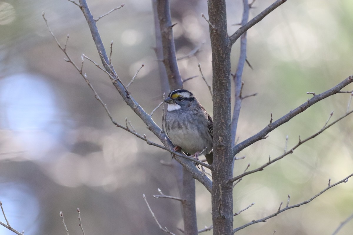 White-throated Sparrow - ML133758291